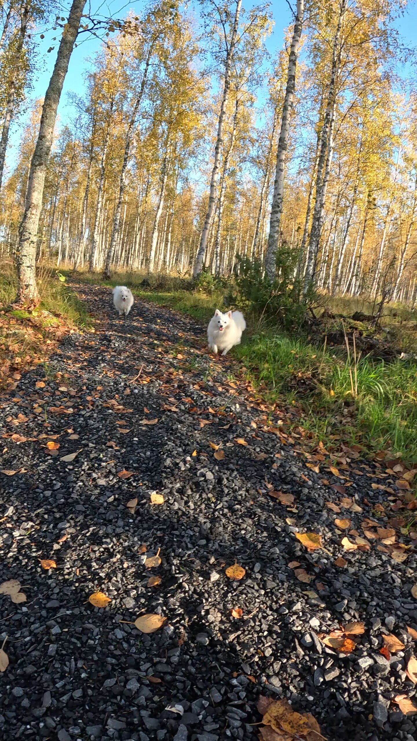 syksy polku koirat